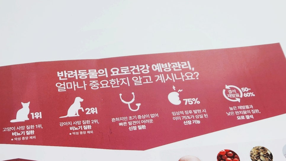 노마셀 이미지