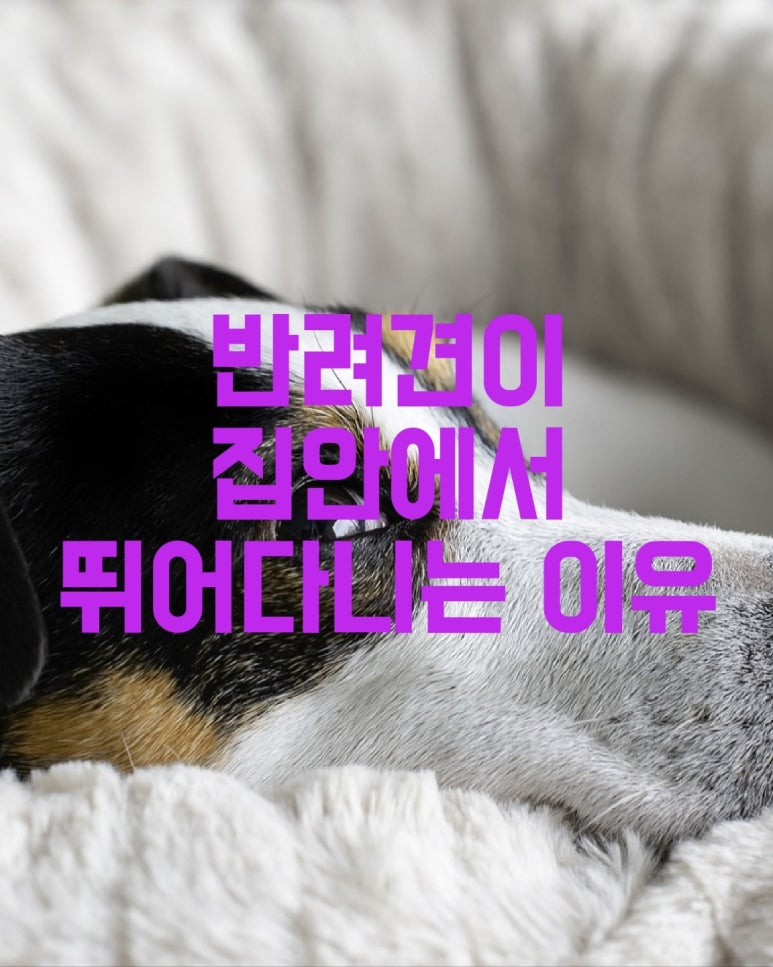 반려견이 집 안에서 뛰어다니는 이유