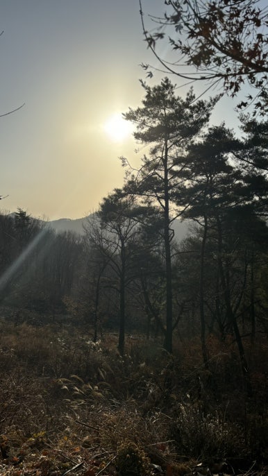 비우고채우는숲 이미지