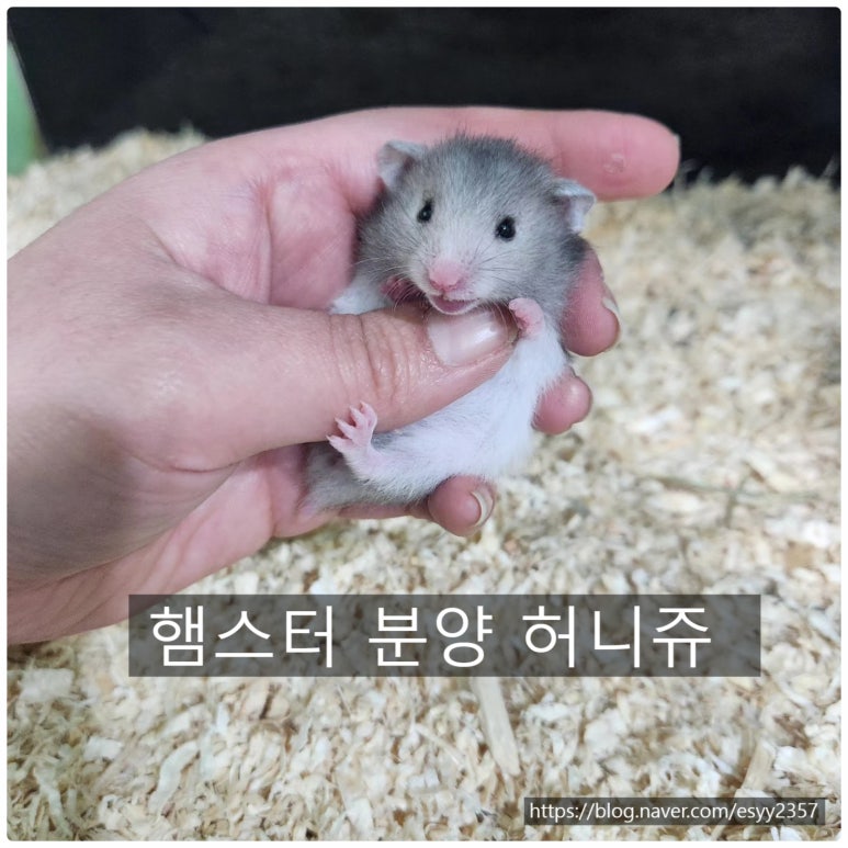허니쥬 이미지