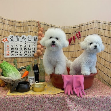 아따멍멍 이미지