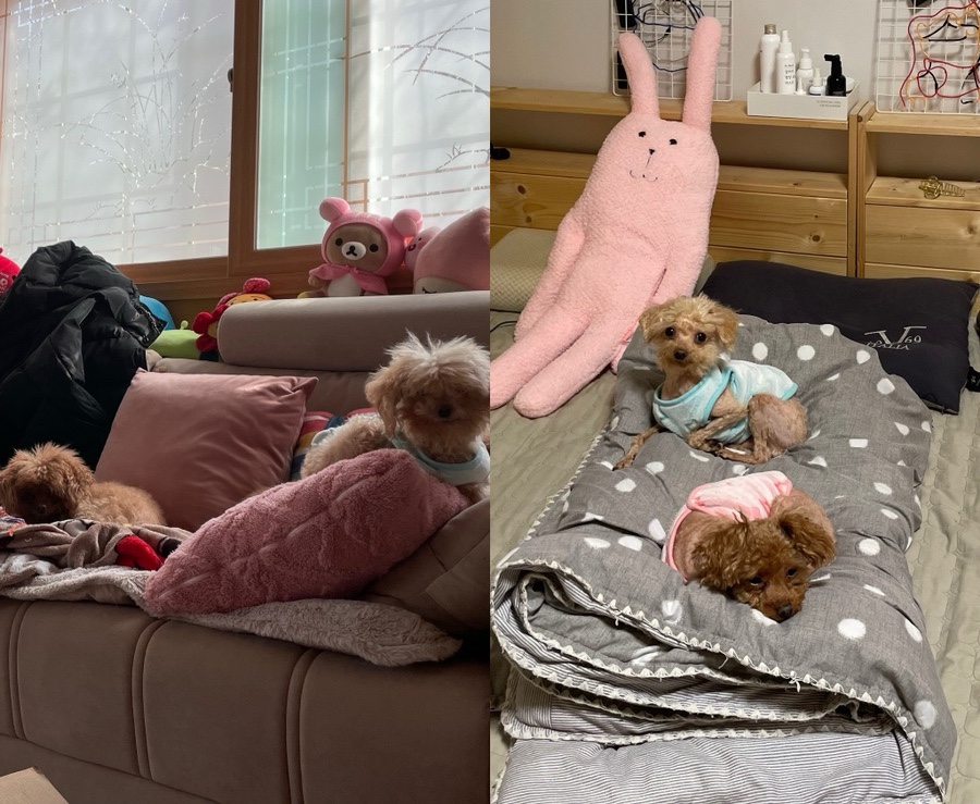펫니즈 이미지