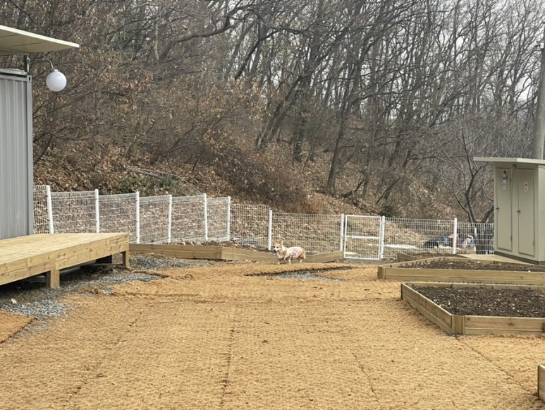 포레스트테일 이미지