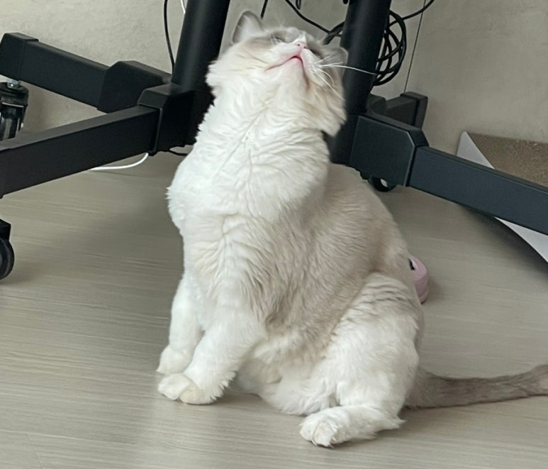 써니몽실 이미지