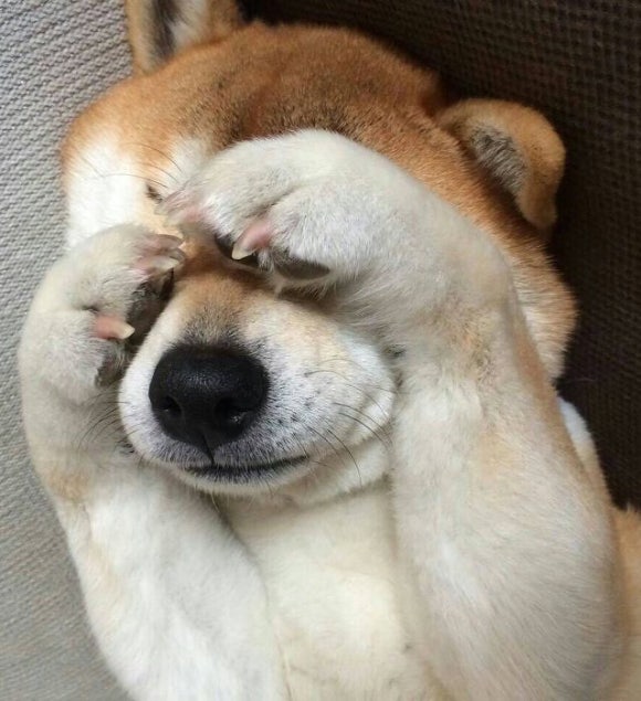 동이네 이미지