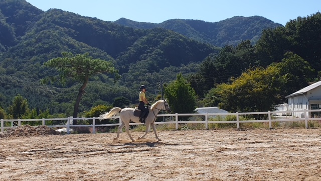 유성승마장 이미지