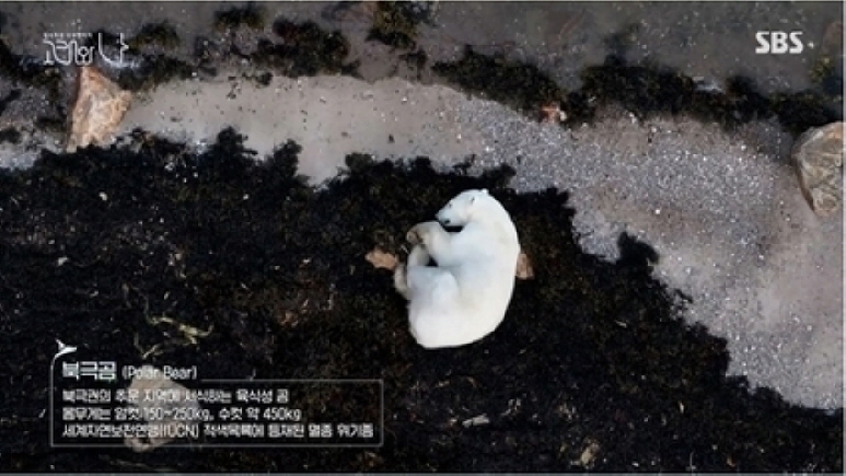 포식코리아 이미지
