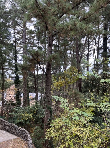 콜로세움제주 이미지