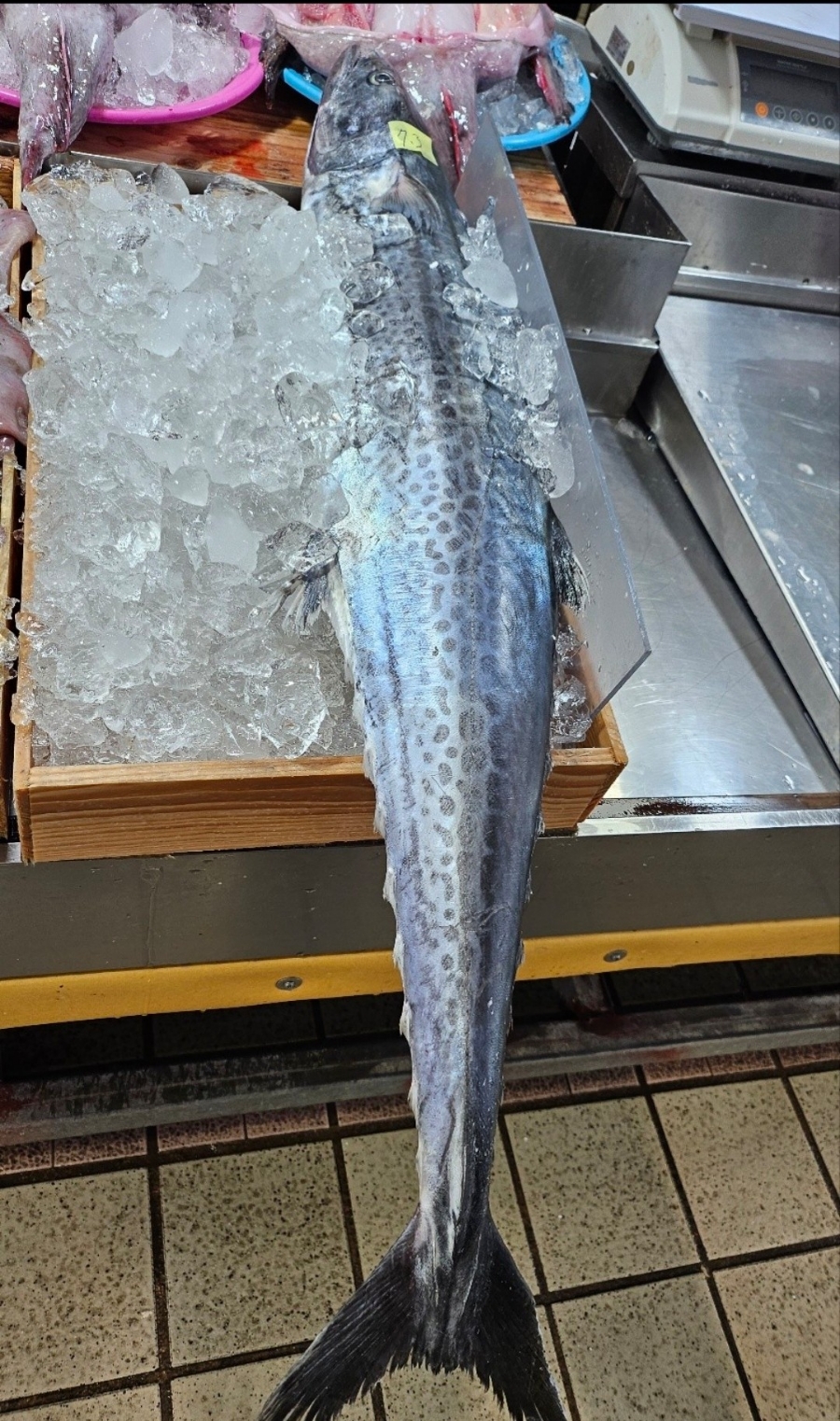 수지맛다 이미지