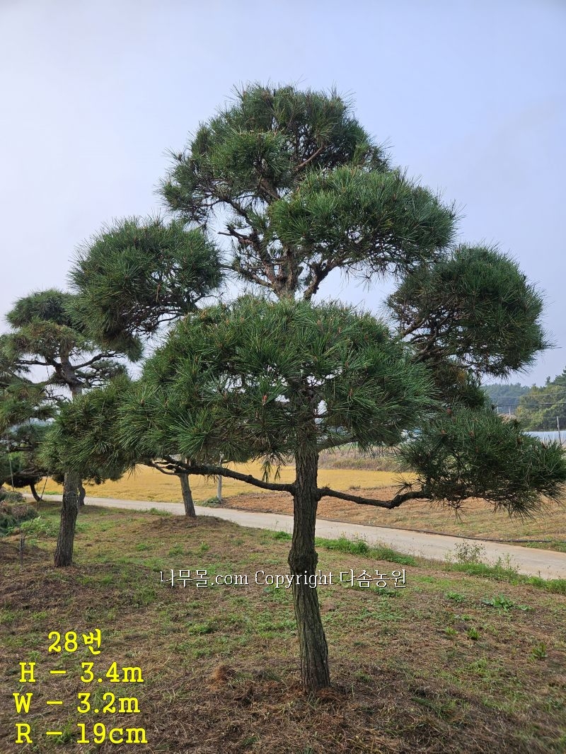 희망조경수판매 이미지
