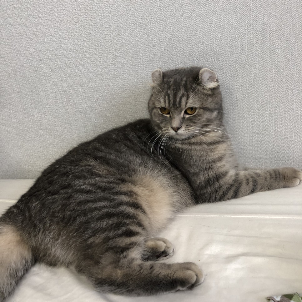 하비프레리 이미지
