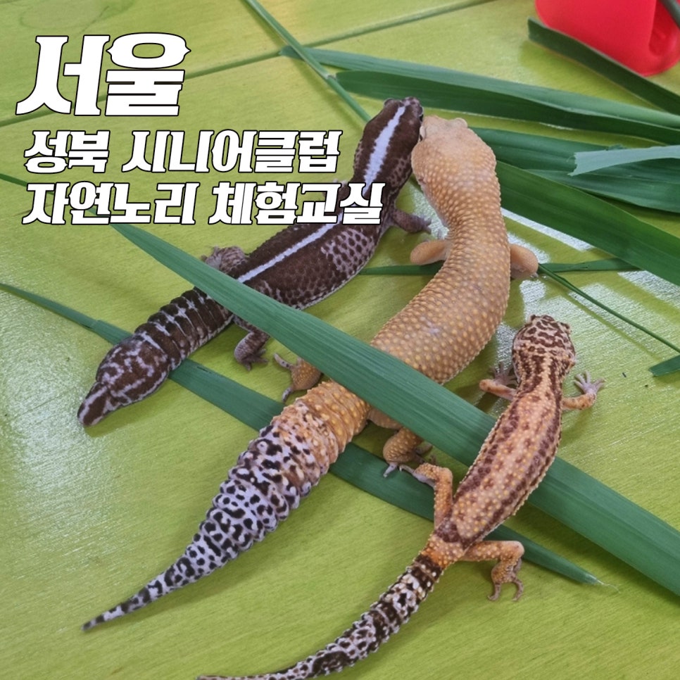 성북시니어클럽 이미지