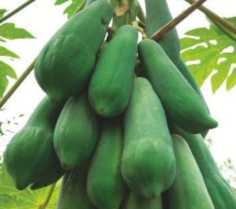 콜럼버스파파야 이미지