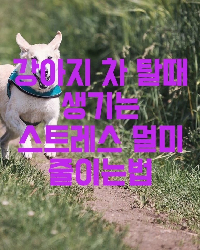 강아지 차 탈때 생기는 스트레스 멀미 줄이는 법
