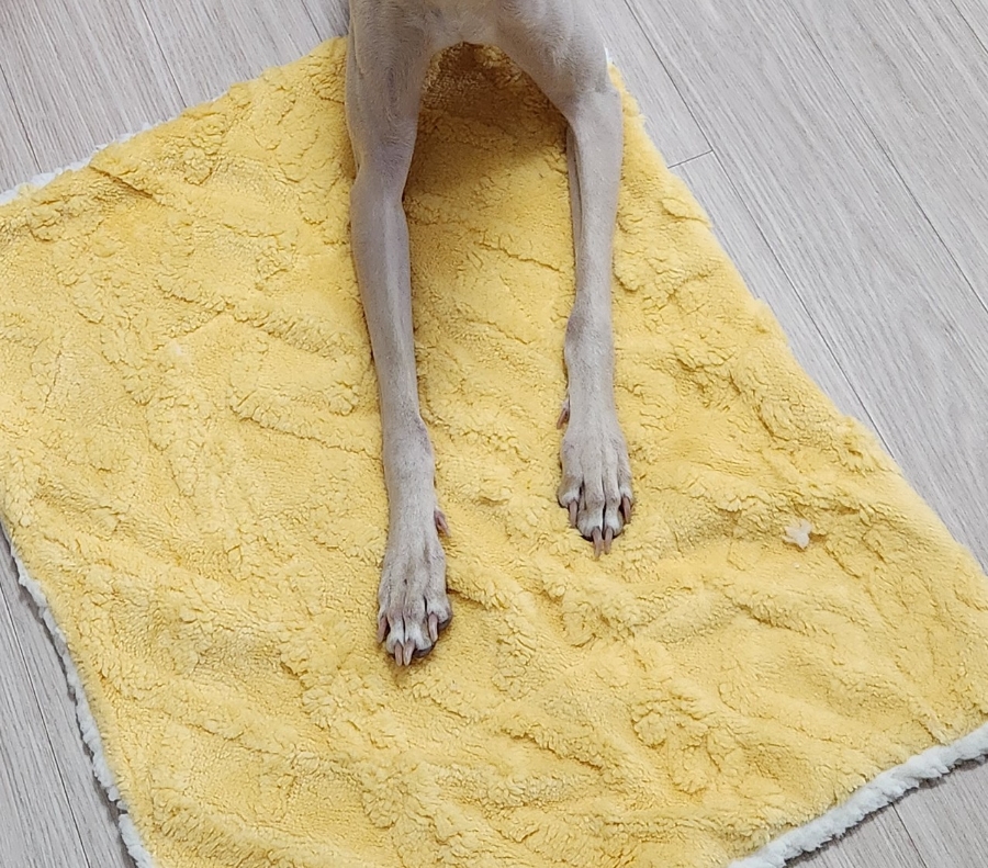 보드미펫 이미지