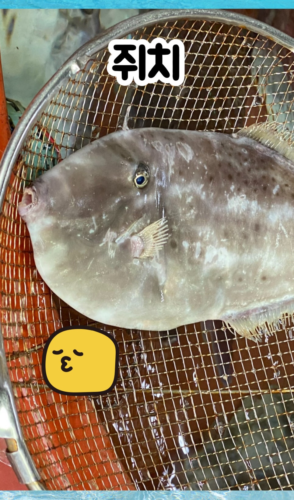 동해산곰장어 이미지