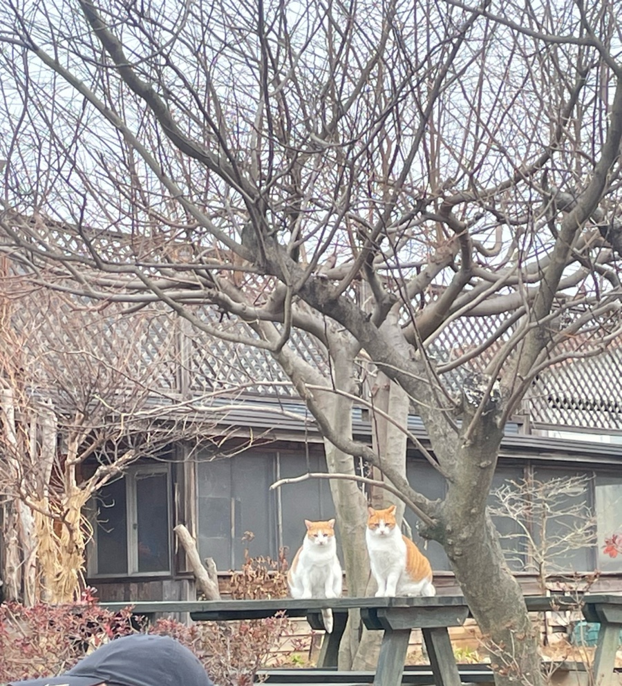 마니온 이미지