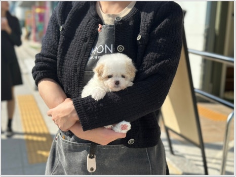 디몽 이미지