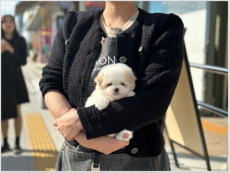 디몽 이미지