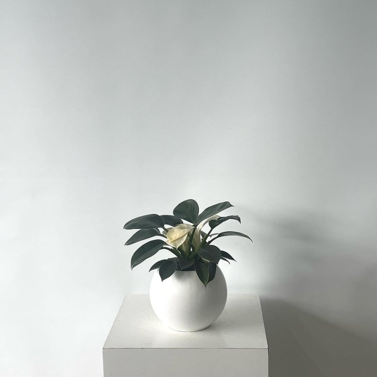꽃바람화원 이미지