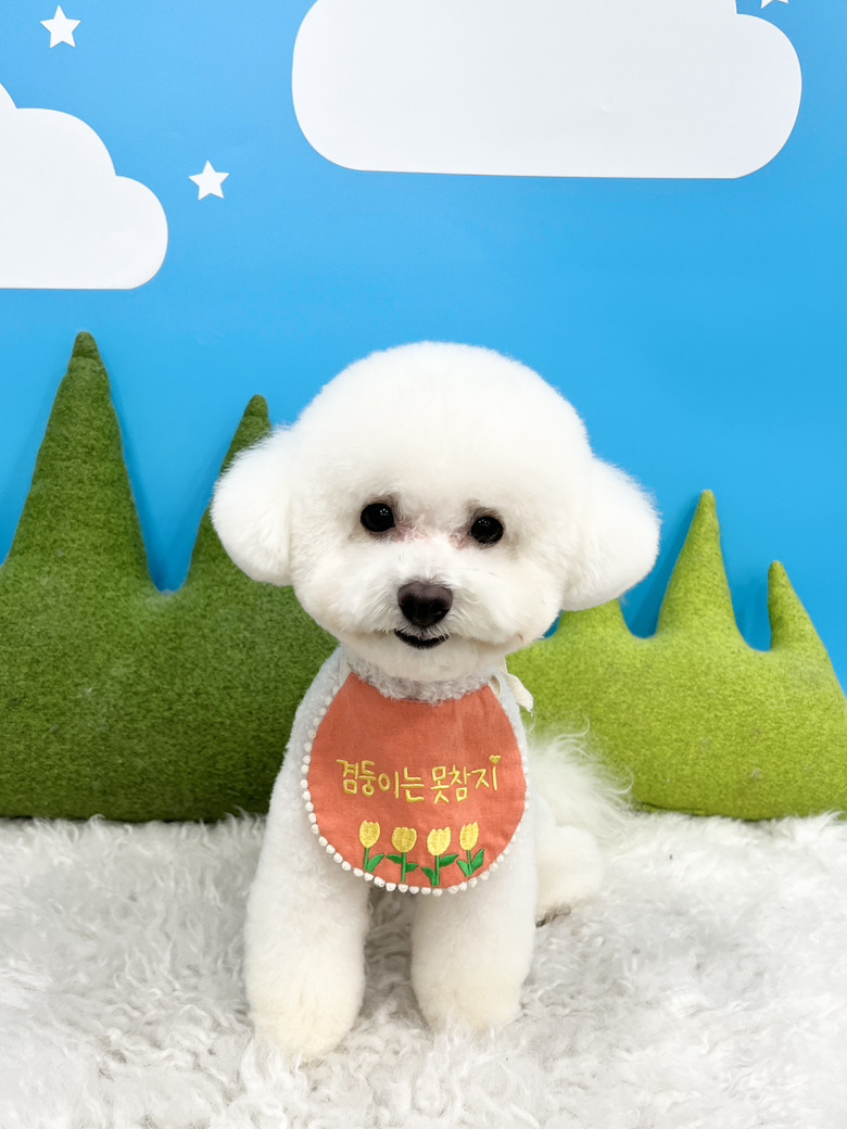 강남 애견미용 스타몽: 비숑 스파 & 가위컷 후기 — 사진 6