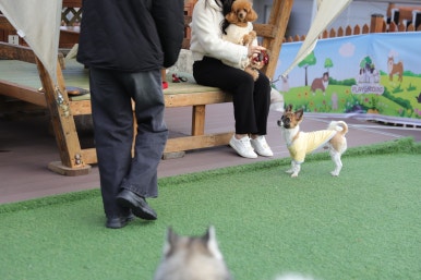 사회적협동조합반려동물 이미지