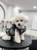 강남 애견미용 스타몽: 비숑 스파 & 가위컷 후기 — 사진 5