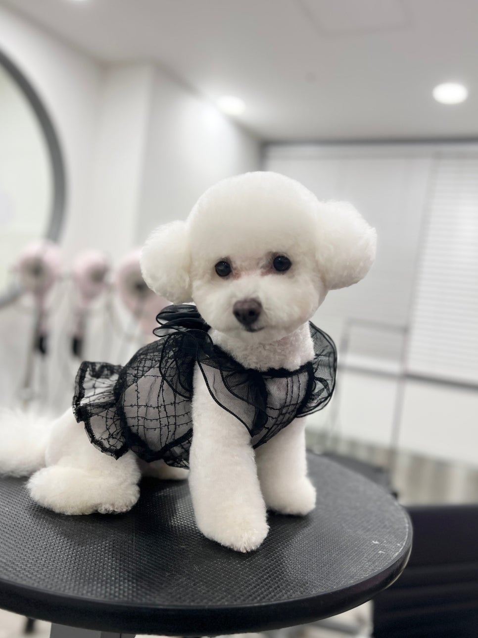 강남 애견미용 스타몽: 비숑 스파 & 가위컷 후기 — 사진 5