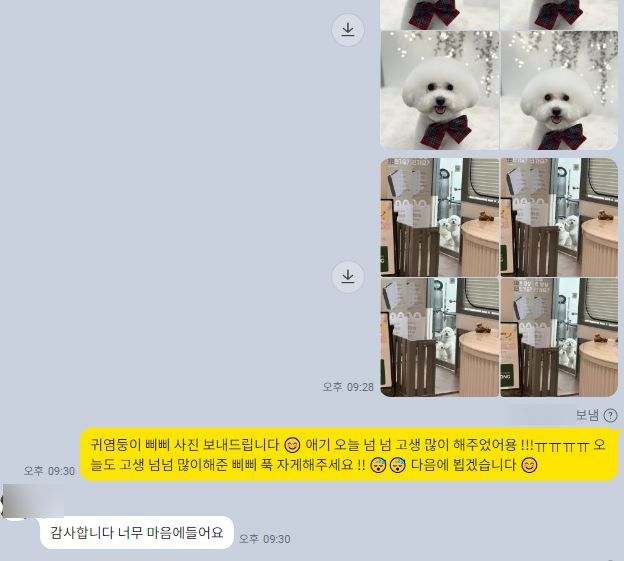 강남 애견미용 스타몽: 비숑 스파 & 가위컷 후기 — 사진 16