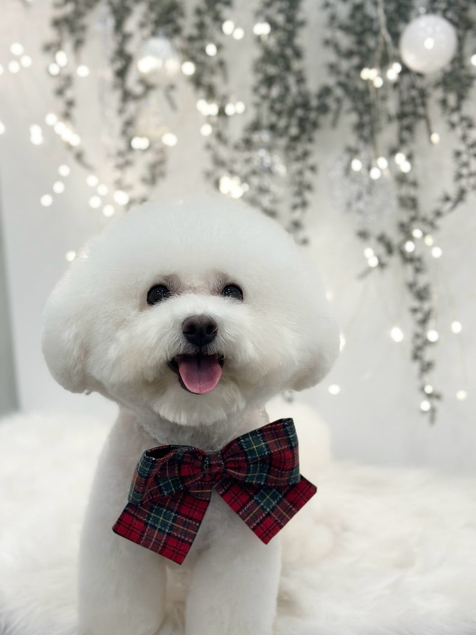 강남 애견미용 스타몽: 비숑 스파 & 가위컷 후기 — 사진 12