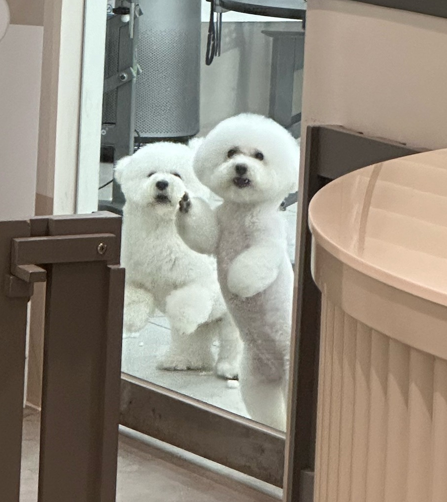강남 애견미용 스타몽: 비숑 스파 & 가위컷 후기 — 사진 17