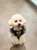 강남 애견미용 스타몽: 비숑 스파 & 가위컷 후기 — 사진 4