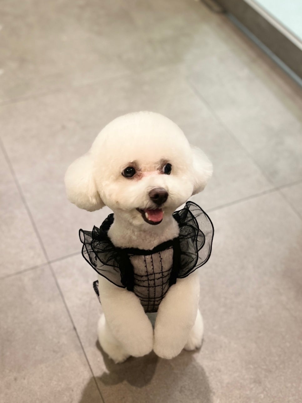 강남 애견미용 스타몽: 비숑 스파 & 가위컷 후기 — 사진 4