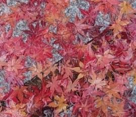 바람난폰케이스 이미지