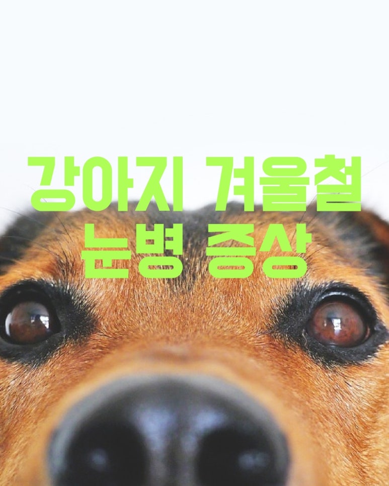 겨울철 강아지 눈병 증상