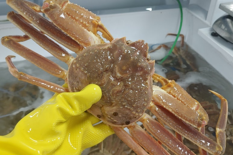부산대게 이미지