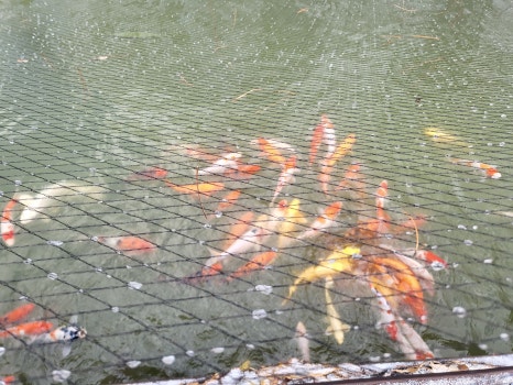 사.코 이미지