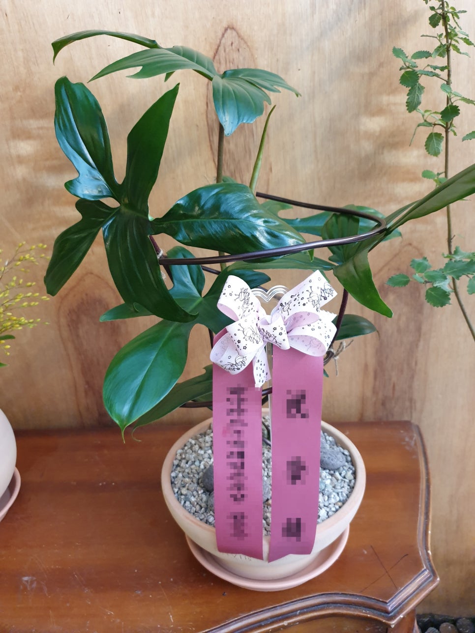 식물로사랑을노래하다 이미지