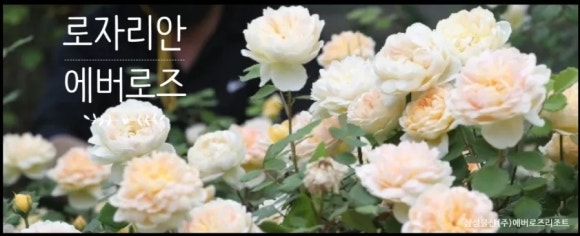 삼성물산(주) 에버랜드리조트 이미지