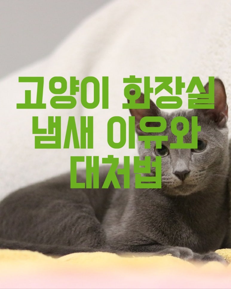 고양이 화장실 냄새 이유와 대처법