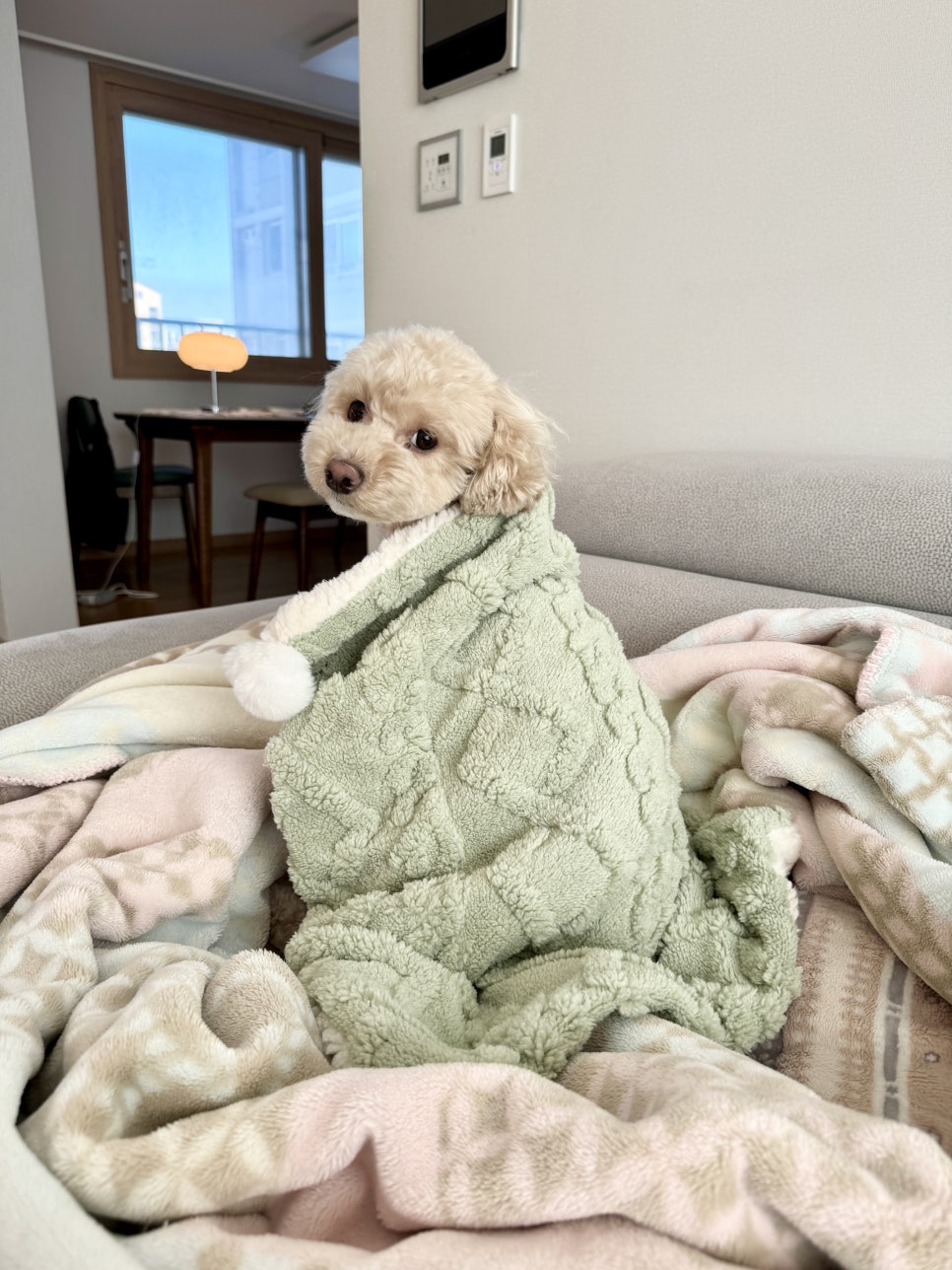 보드미펫 이미지