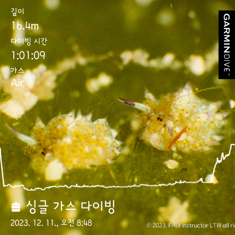 테드다이브 이미지