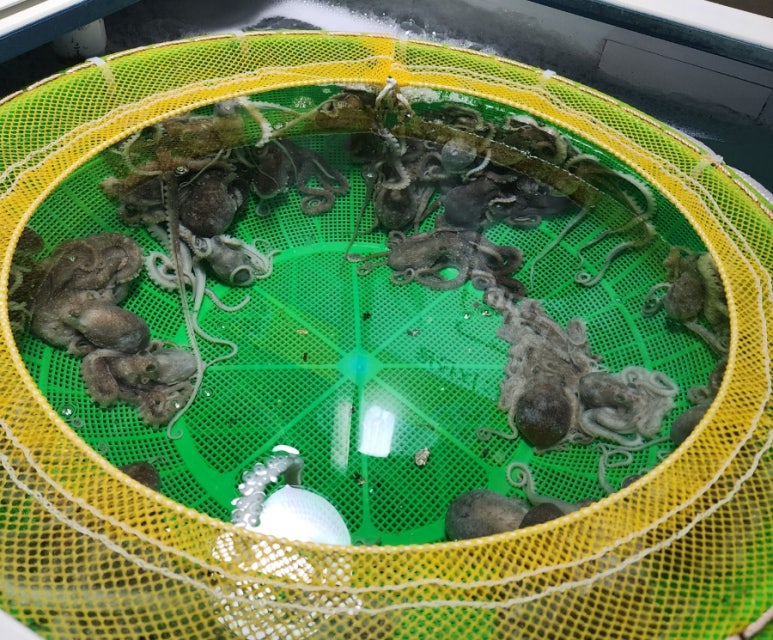 낙지둠벙 이미지