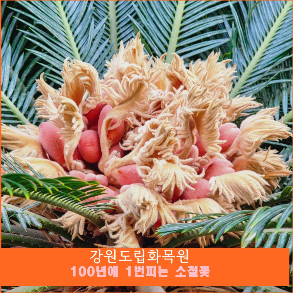 강원꽃식물원 이미지