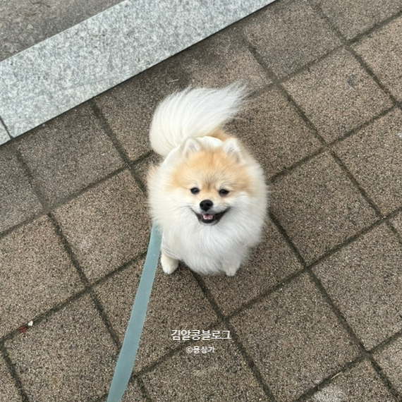 해피모꼬지 이미지