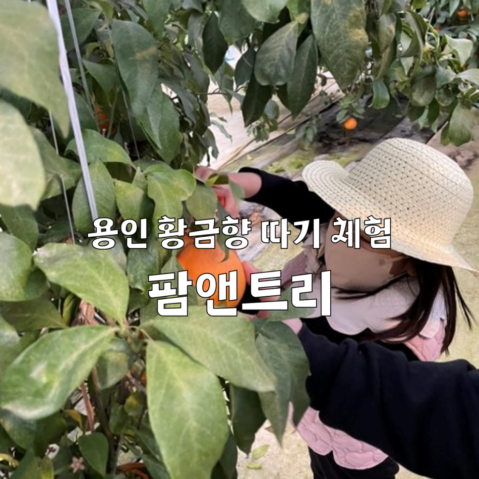 트리앤팜 이미지