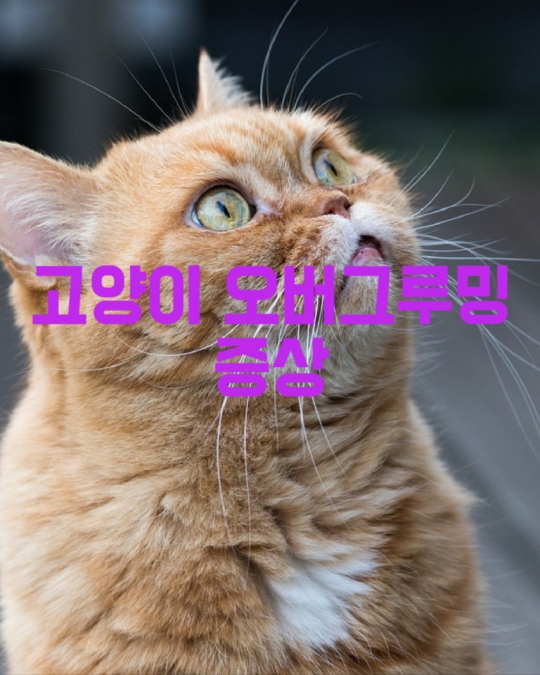 고양이 오버그루밍 증상