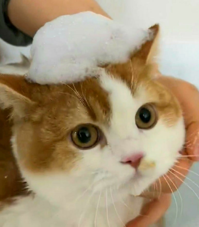 스완코코 이미지
