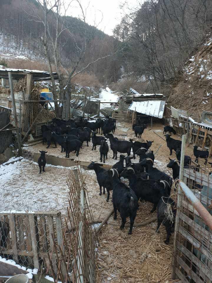 산골흑염소 이미지