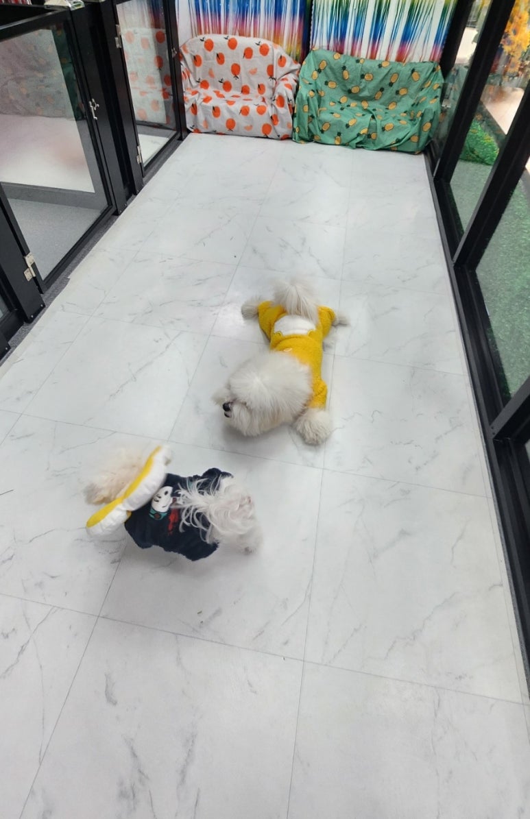 오백샵 이미지